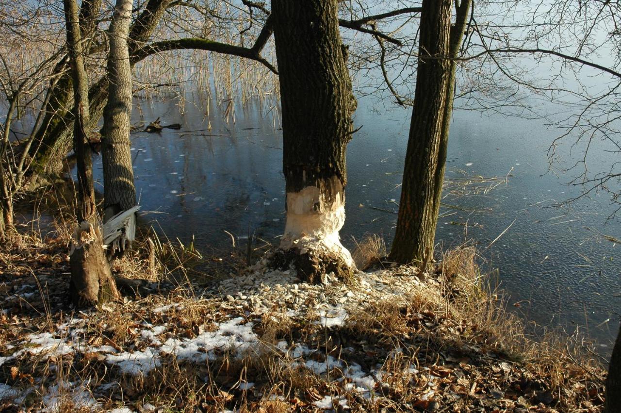 U Przyjaciol Soni Villa Mecidol Eksteriør billede